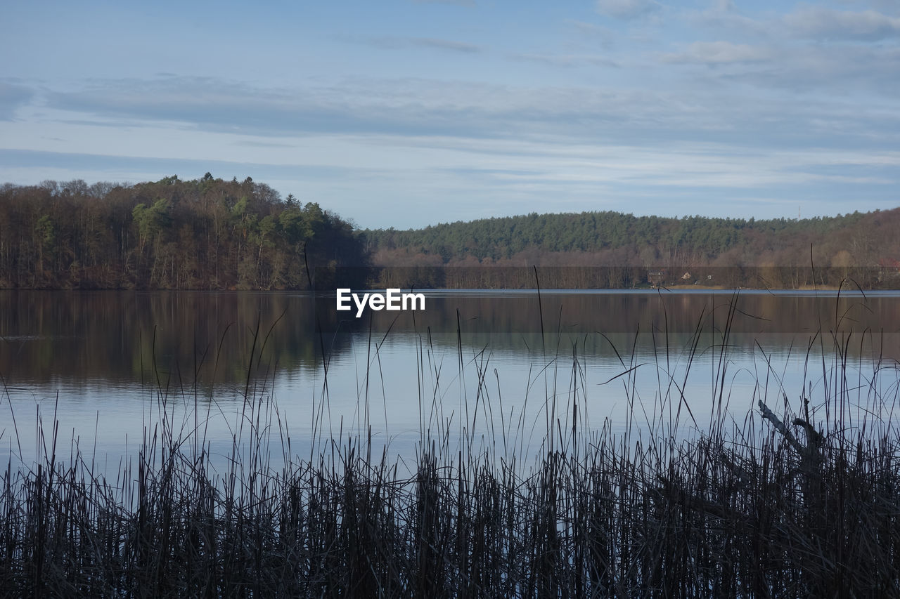 Scenic view of lake in forest against sky