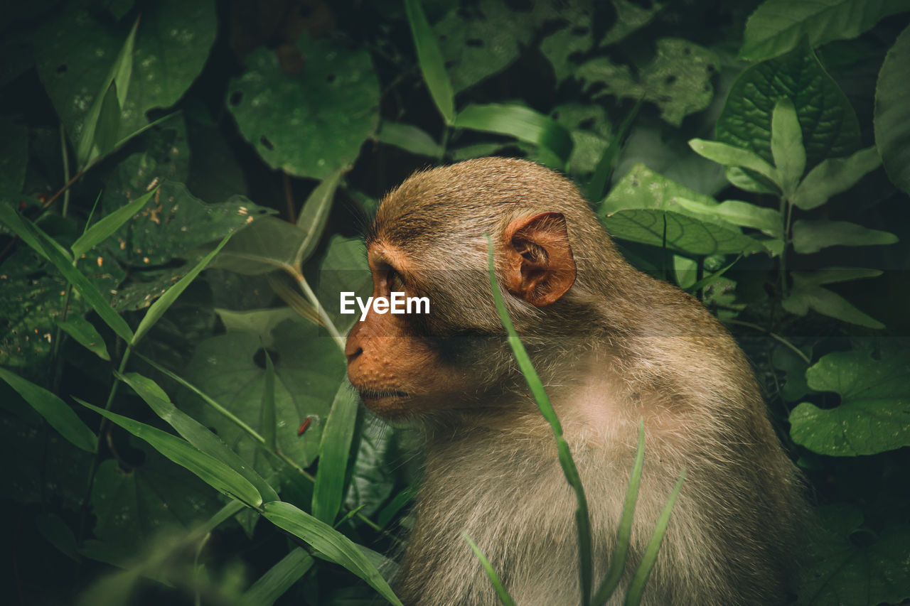 Close-up of monkey among thick foliage