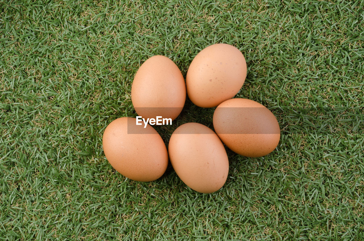 HIGH ANGLE VIEW OF EGGS ON GRASS