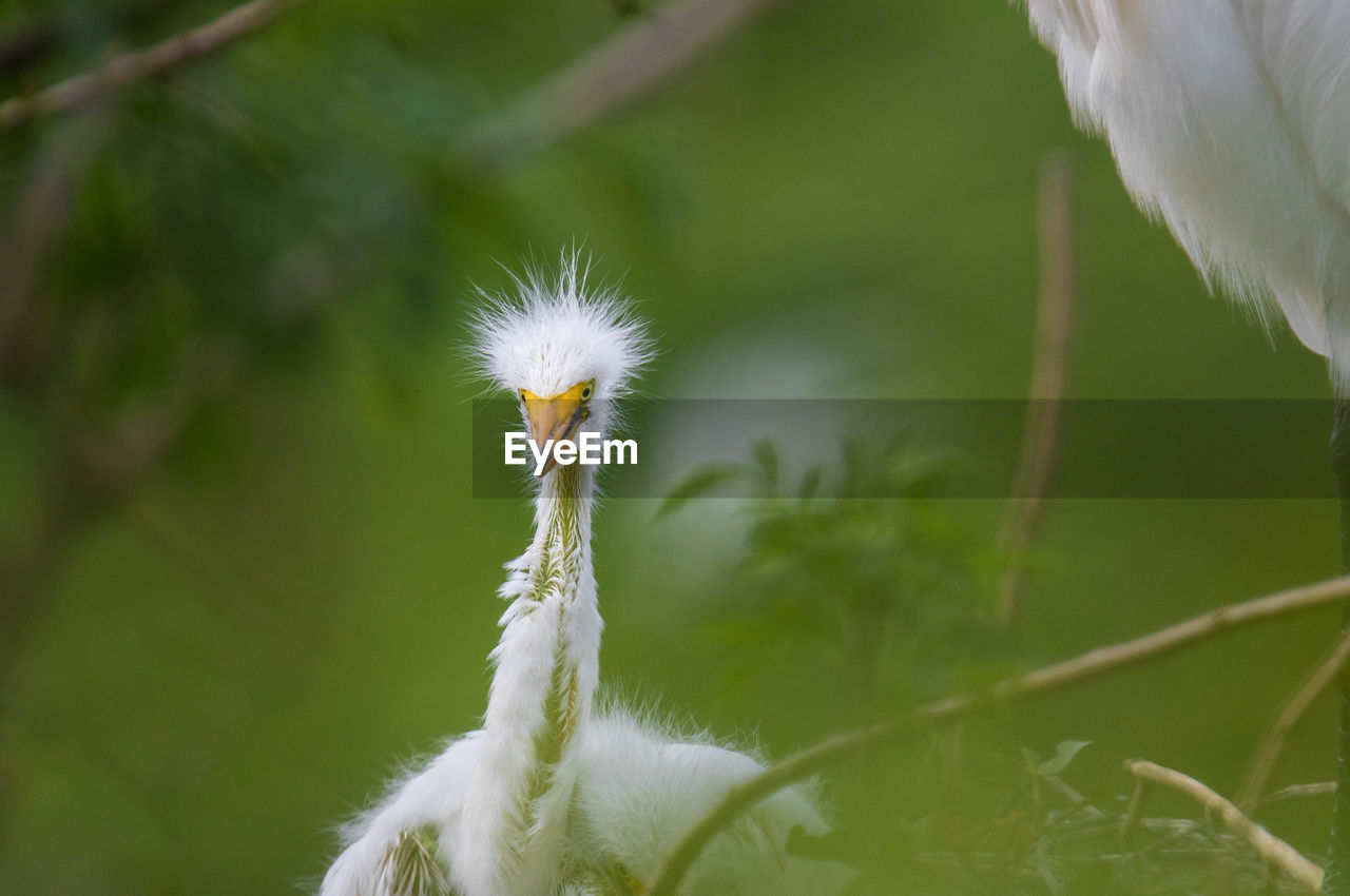 Close-up of newborn great egret