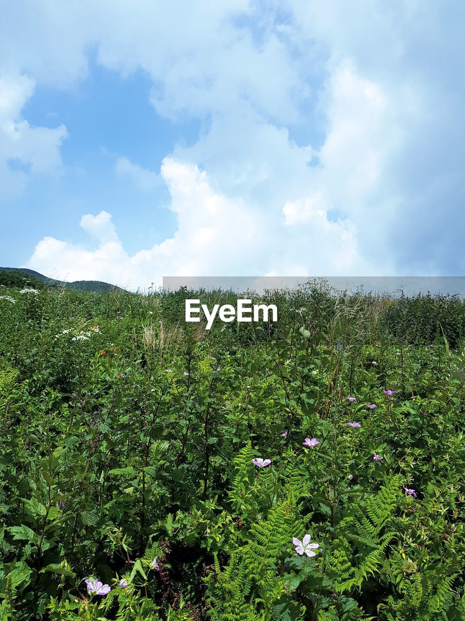 PLANTS GROWING ON FIELD