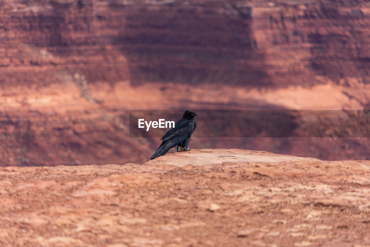 Bird perching on rock