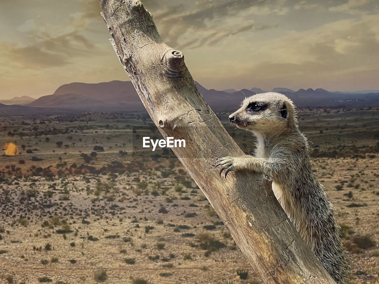 Mother meerkat keeping watch