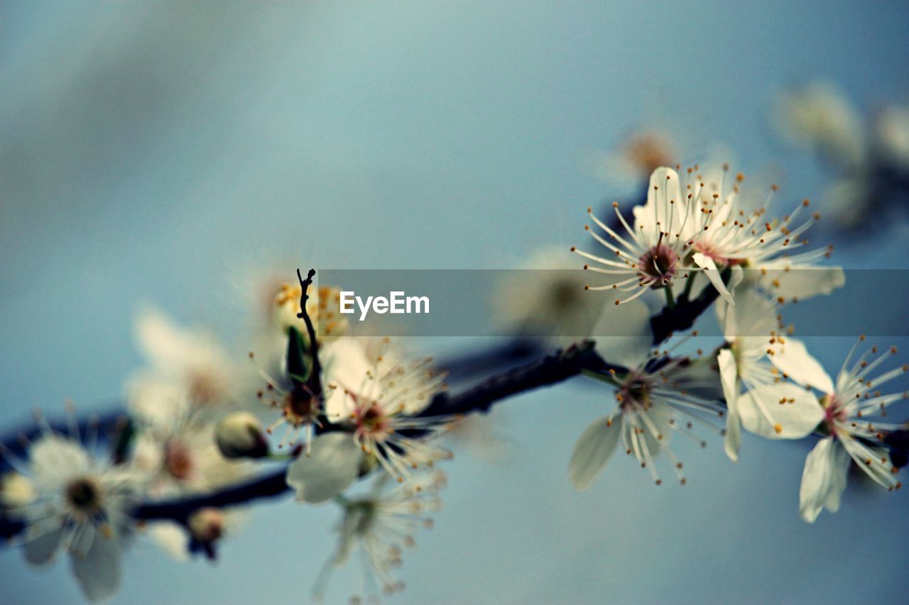 Close-up of white flowers