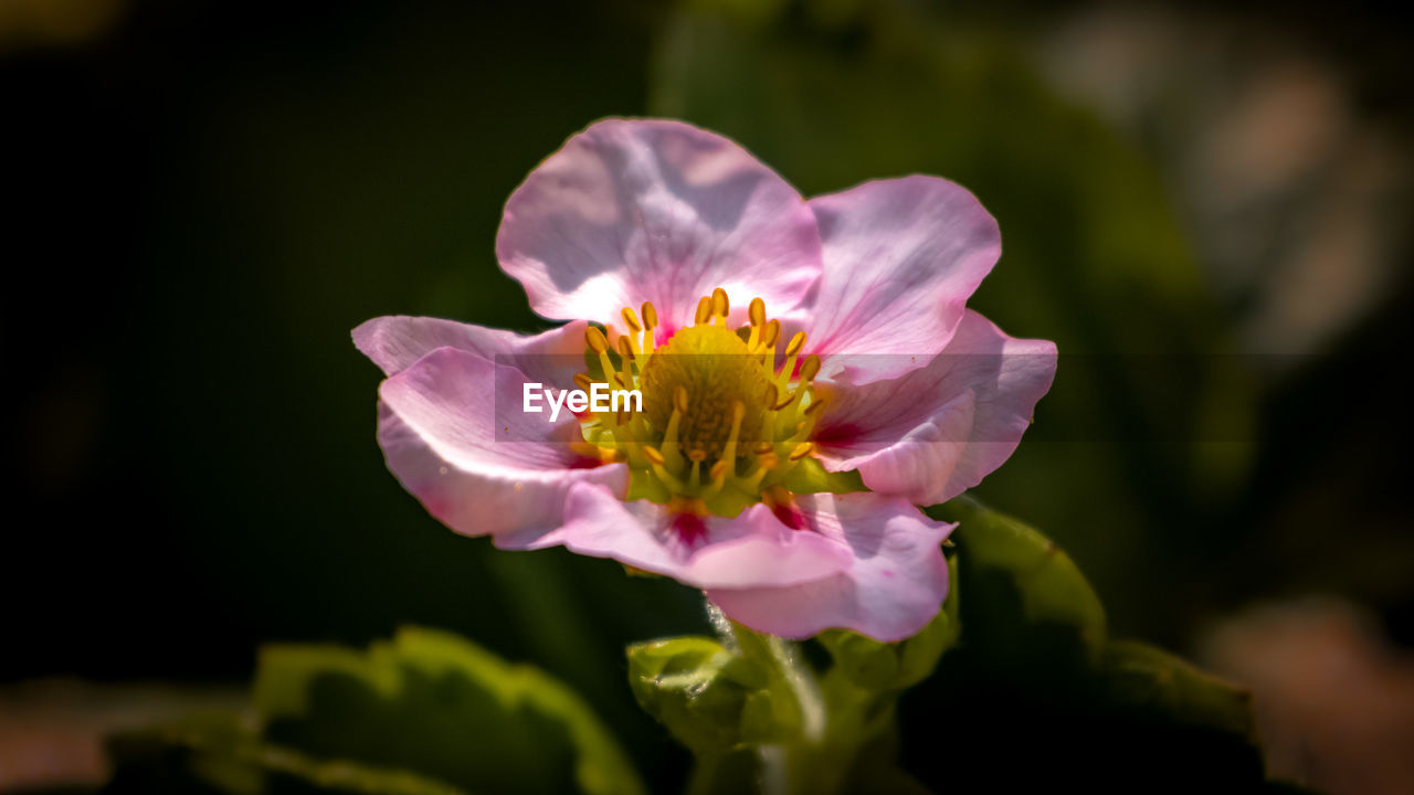 CLOSE-UP OF PINK FLOWER AGAINST BLURRED BACKGROUND