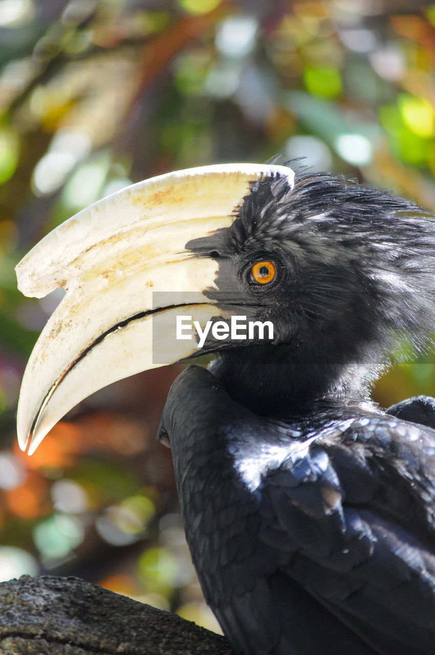 animal themes, animal, bird, animal wildlife, beak, wildlife, one animal, animal body part, close-up, nature, portrait, black, feather, tree, wing, no people, outdoors, tropical climate, perching, head