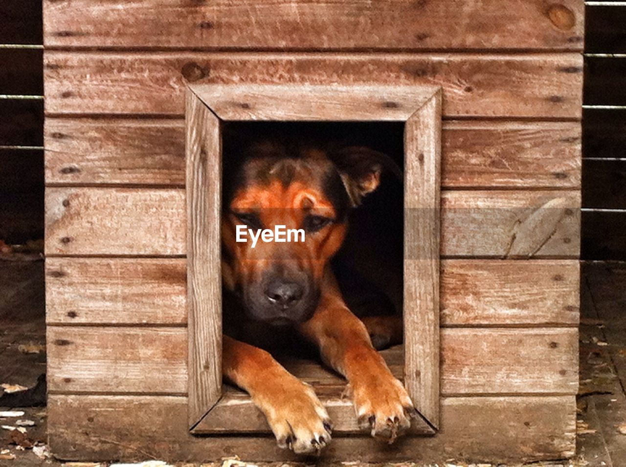 Dog in kennel