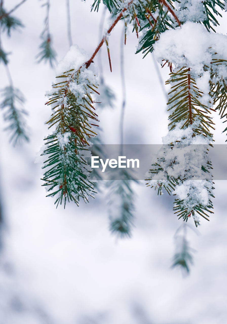 Snow on the pine leaves in winter season, christmas days