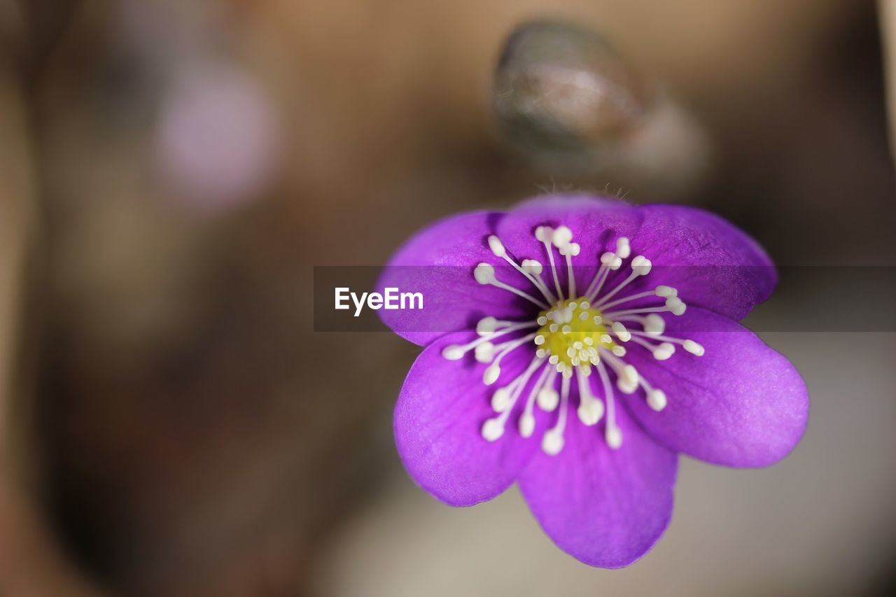 Close-up of flower against blurred background