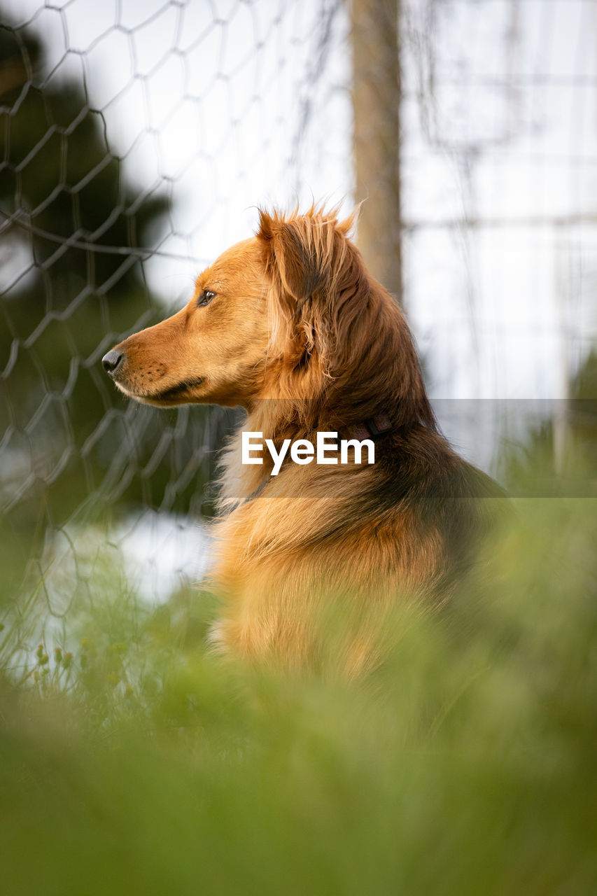 Dog looking away in field by fence
