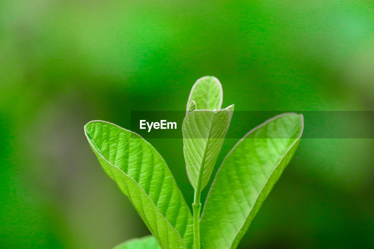 CLOSE-UP OF LEAF