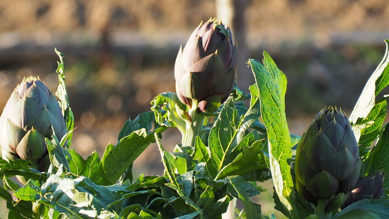 Close-up of artichoke on plant