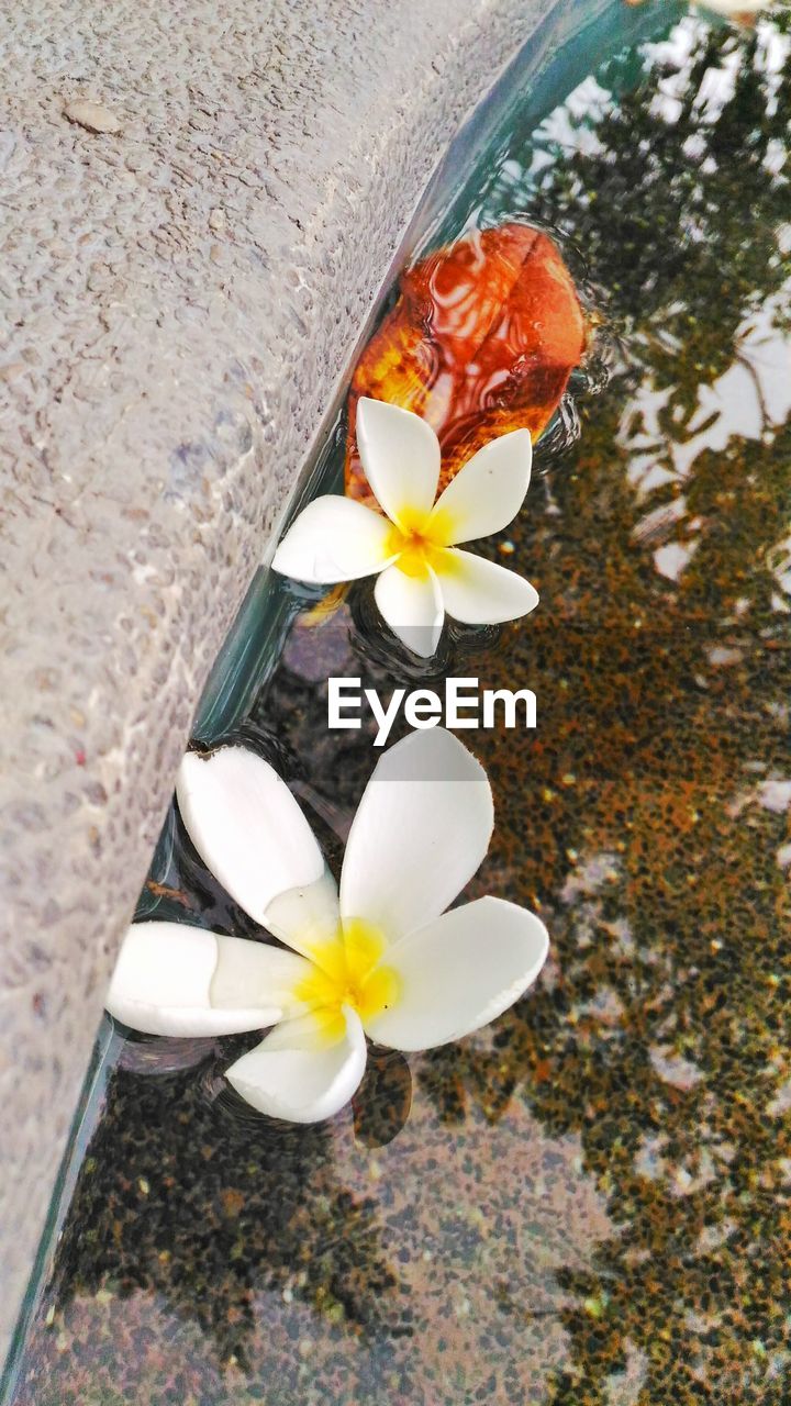 High angle view of plumerias floating on water