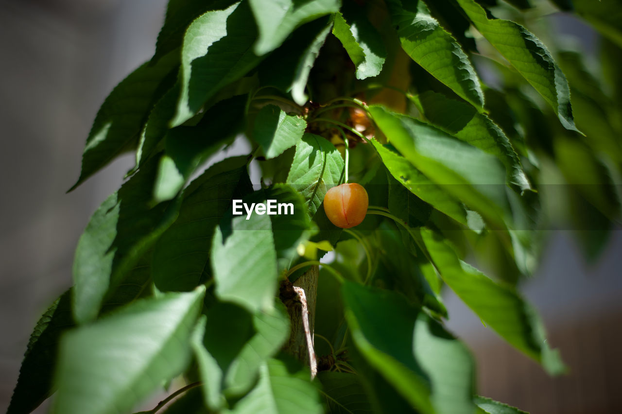 CLOSE-UP OF FRUIT GROWING ON TREE