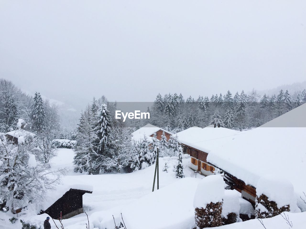 Trees on snow covered landscape