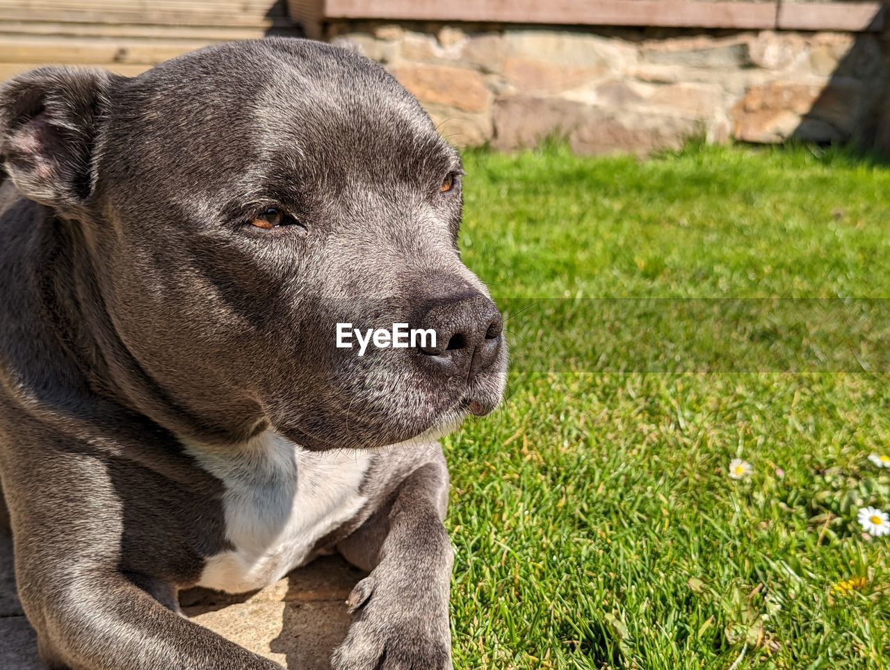 close-up of dog on field