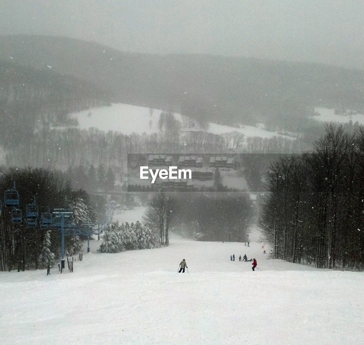 Trees on snow covered ground 