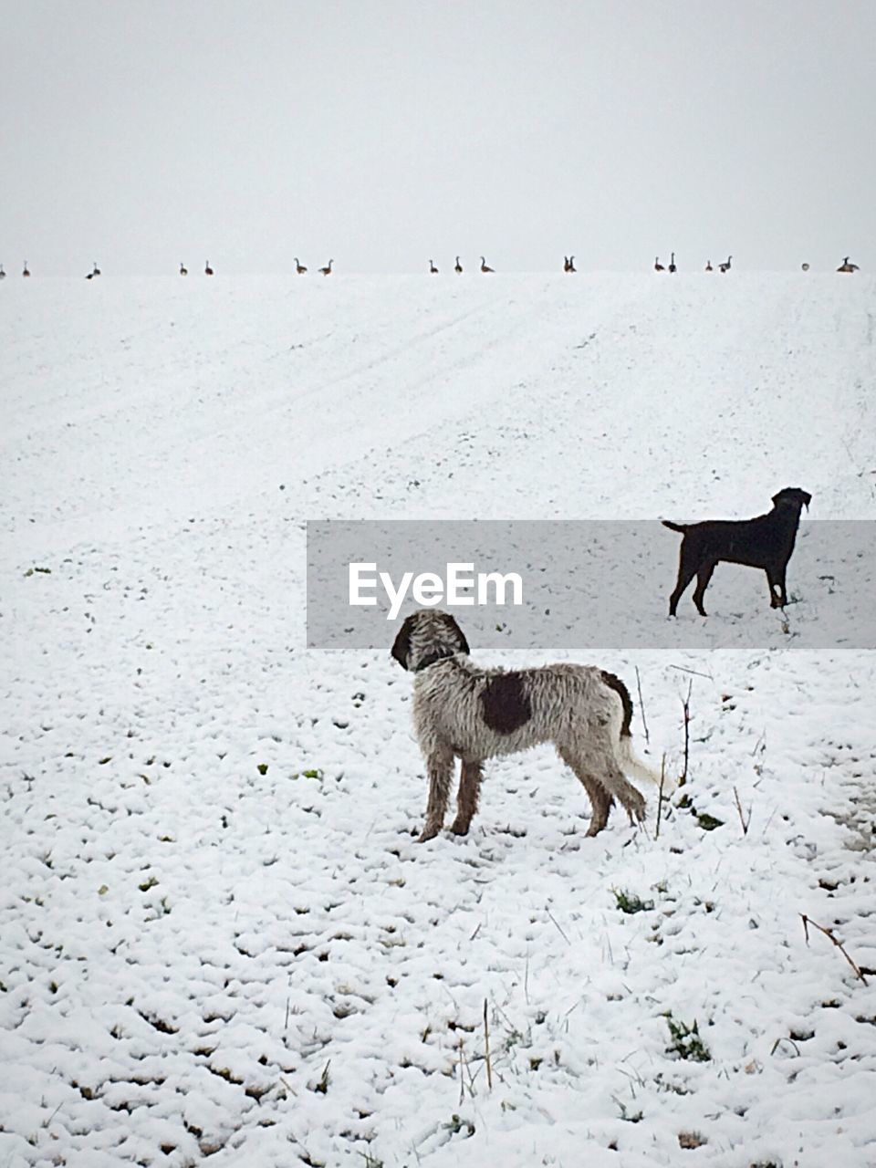 Dogs on snow covered field against sky