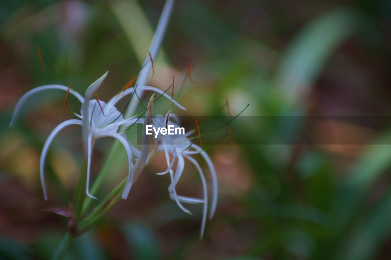 Close-up of white flowering plant