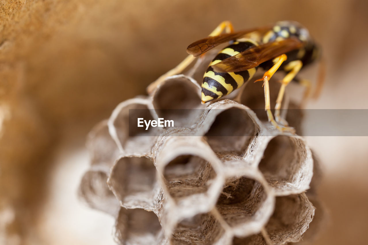 Female paper wasp building her nest