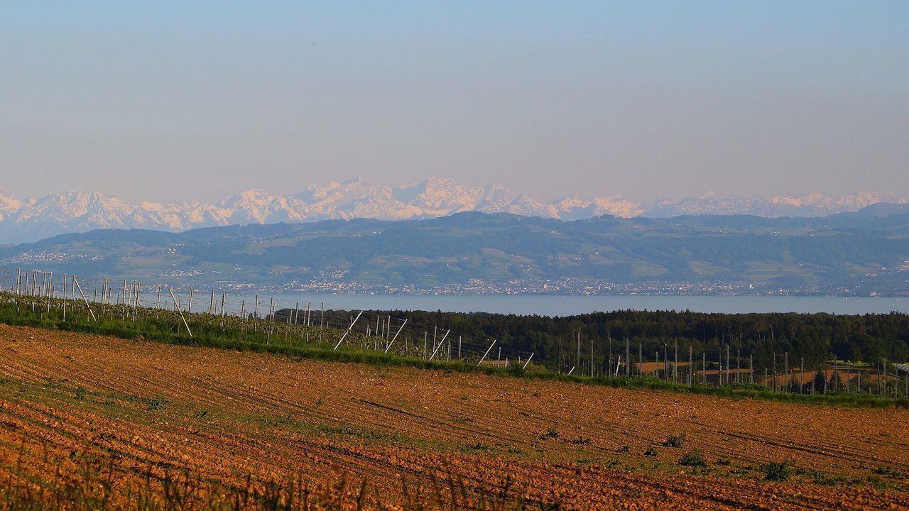 SCENIC VIEW OF VINEYARD