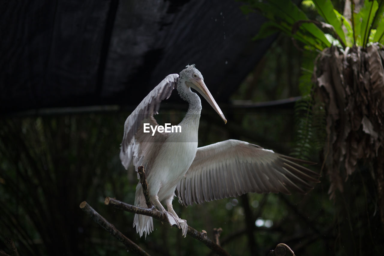 Close-up of bird perching on branch