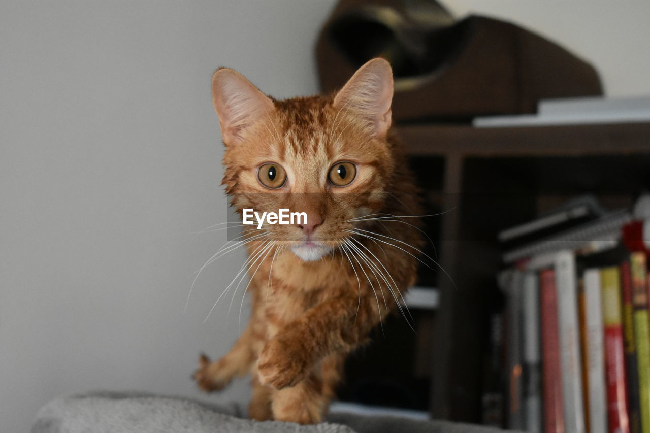 Close-up portrait of tabby cat at home