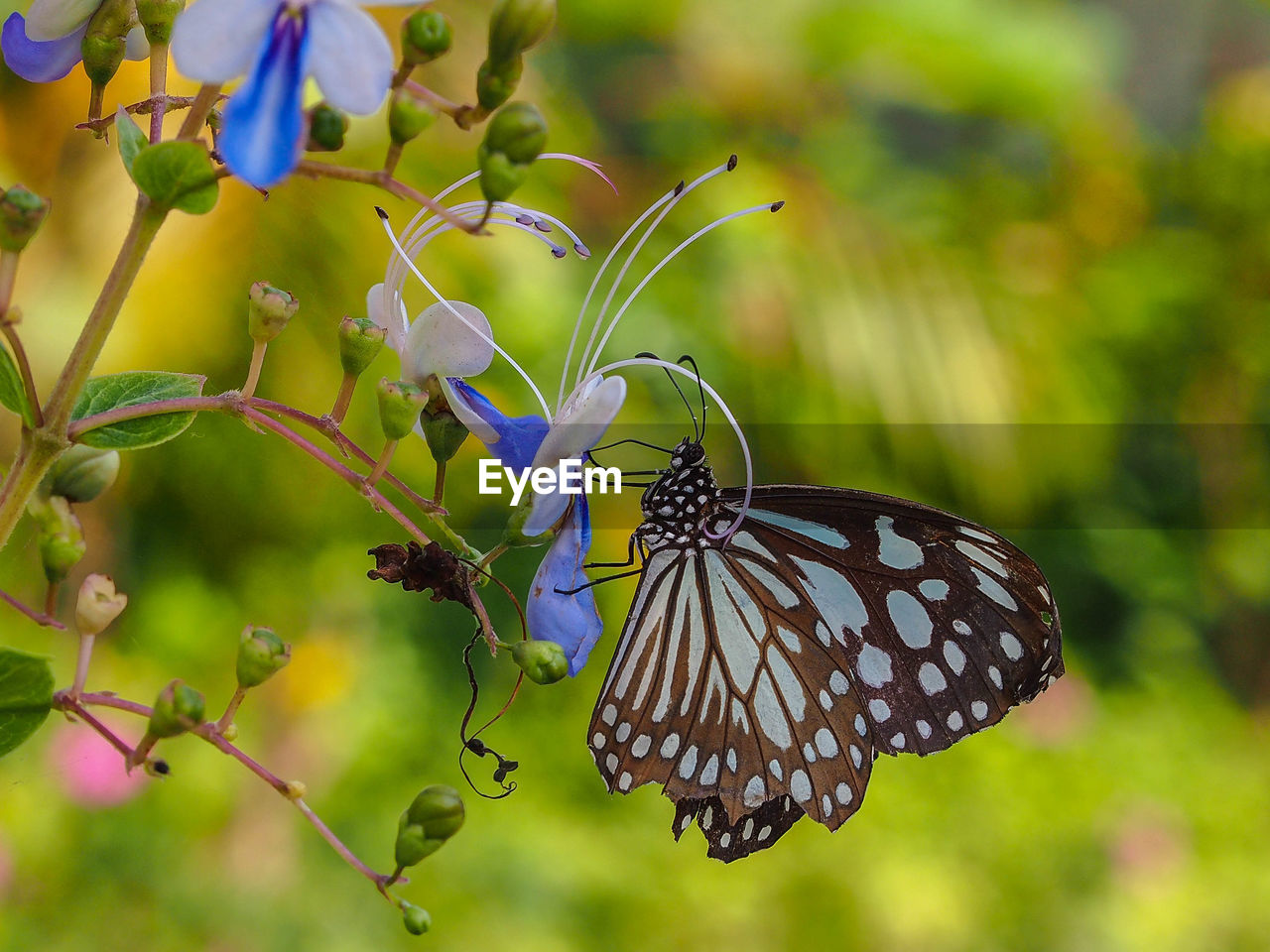 CLOSE-UP OF BUTTERFLY POLLINATING FLOWER