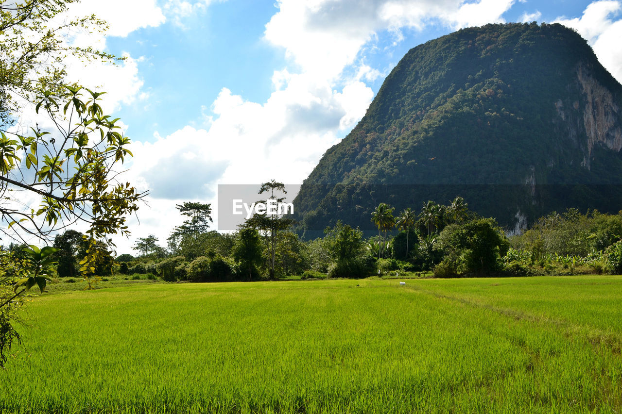 Scenic view of green landscape against sky