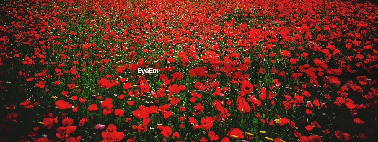 CLOSE-UP OF RED FLOWERING PLANTS ON FIELD