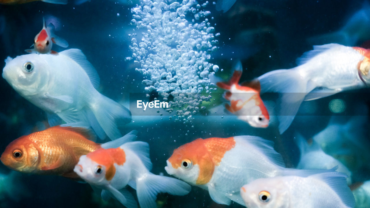 Goldfish swimming in aquarium