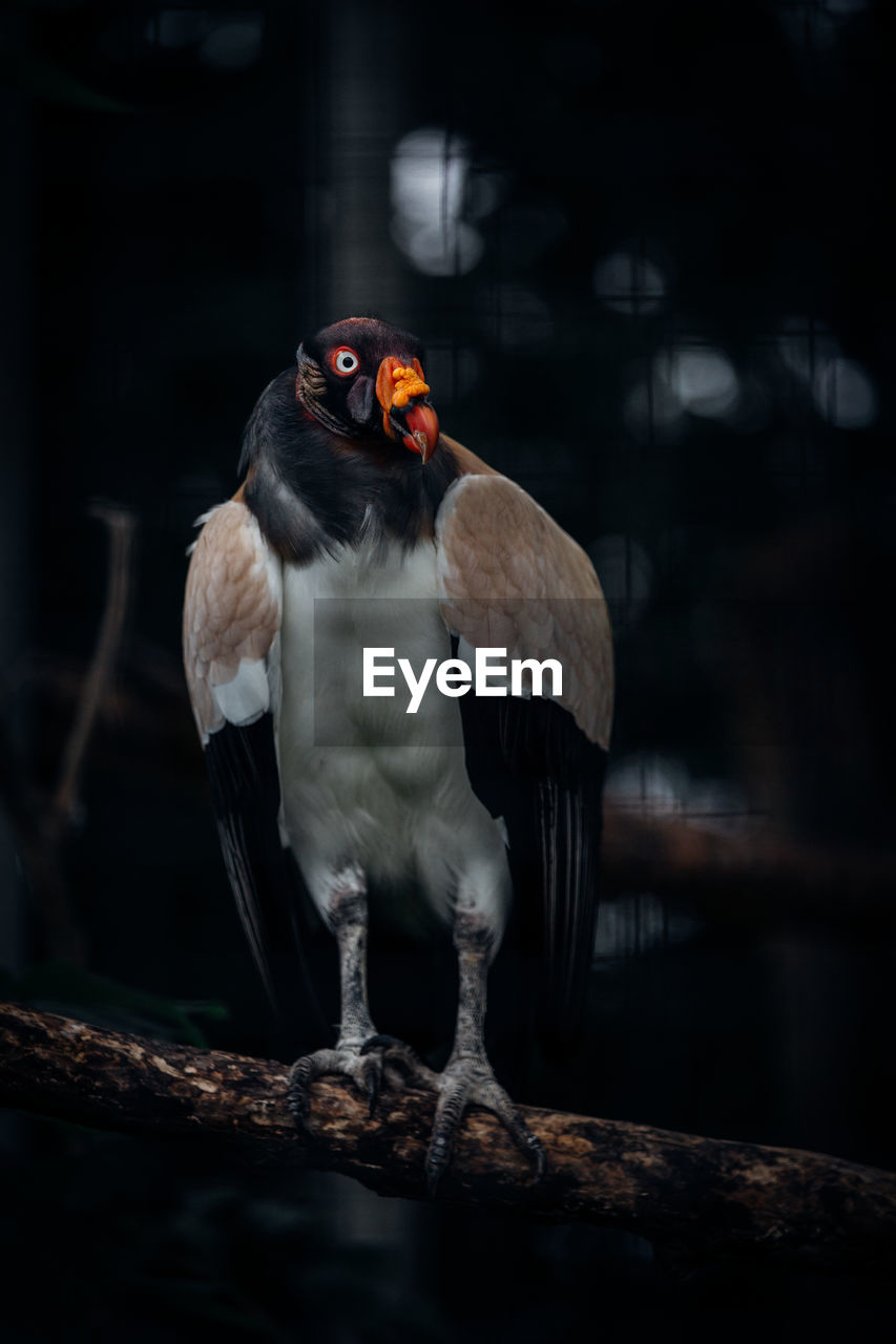 Close-up of bird perching on branch