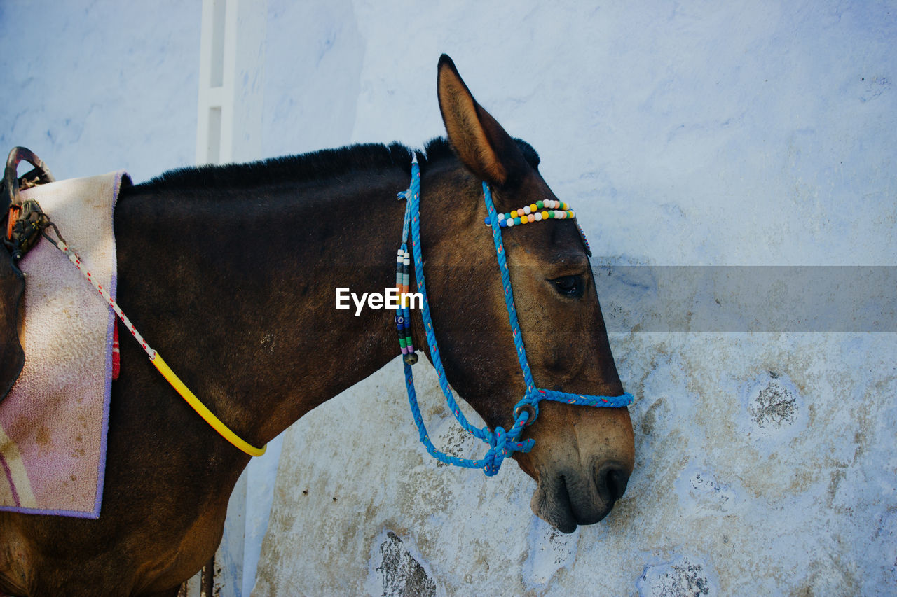 Midsection of a horse against blue wall