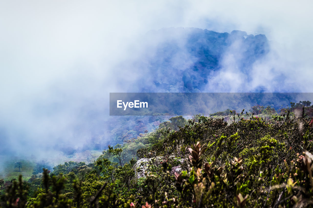 PANORAMIC VIEW OF TREES AGAINST SKY