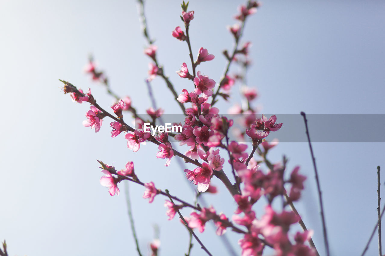 View of field with flowering peach trees at sunny spring day over blue sky. texture of pink flowers.