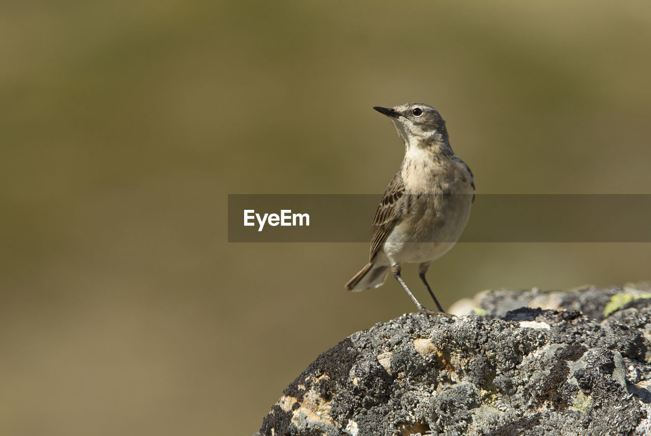 CLOSE-UP OF A BIRD PERCHING ON ROCK