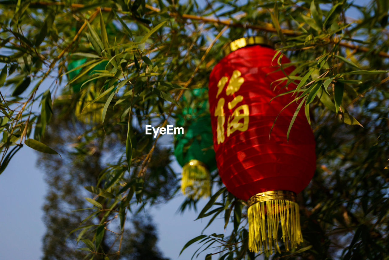 LOW ANGLE VIEW OF RED LANTERNS HANGING ON TREE