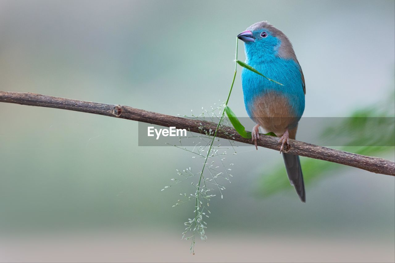 The blue waxbill occurs in a variety of habitats but generally prefers well-watered places