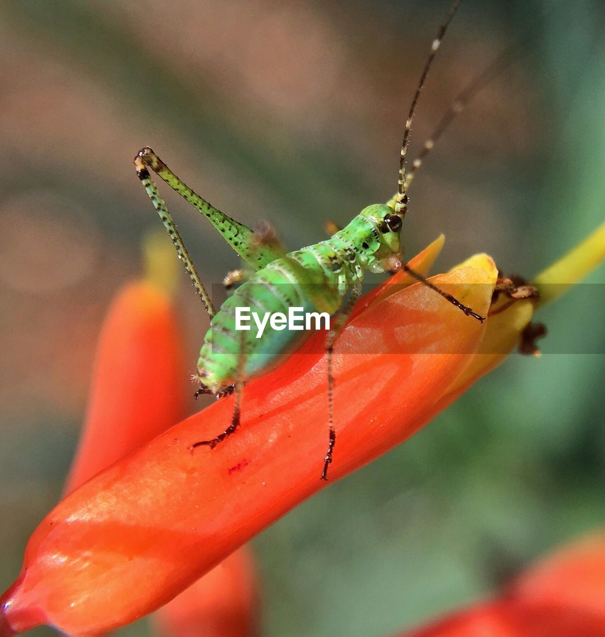 Close-up of grasshopper on leaf