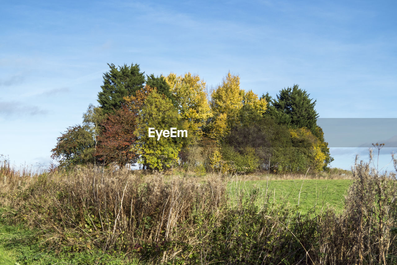 plant, sky, tree, nature, grass, growth, land, meadow, landscape, rural area, beauty in nature, hill, field, tranquility, autumn, environment, scenics - nature, no people, cloud, prairie, flower, tranquil scene, green, leaf, day, natural environment, outdoors, rural scene, non-urban scene, blue, agriculture, woodland