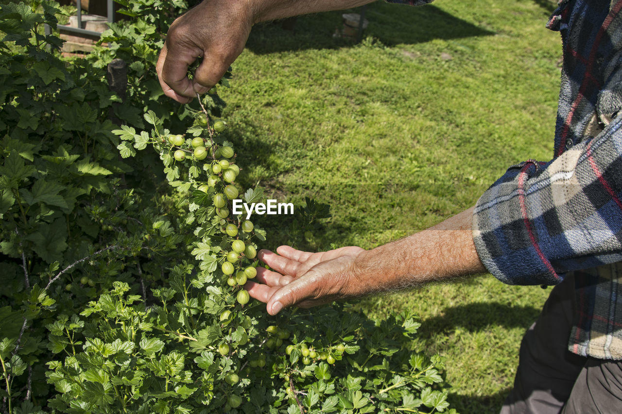 Farmer, observes the quality of the fruit of young, raw, immature apricot.