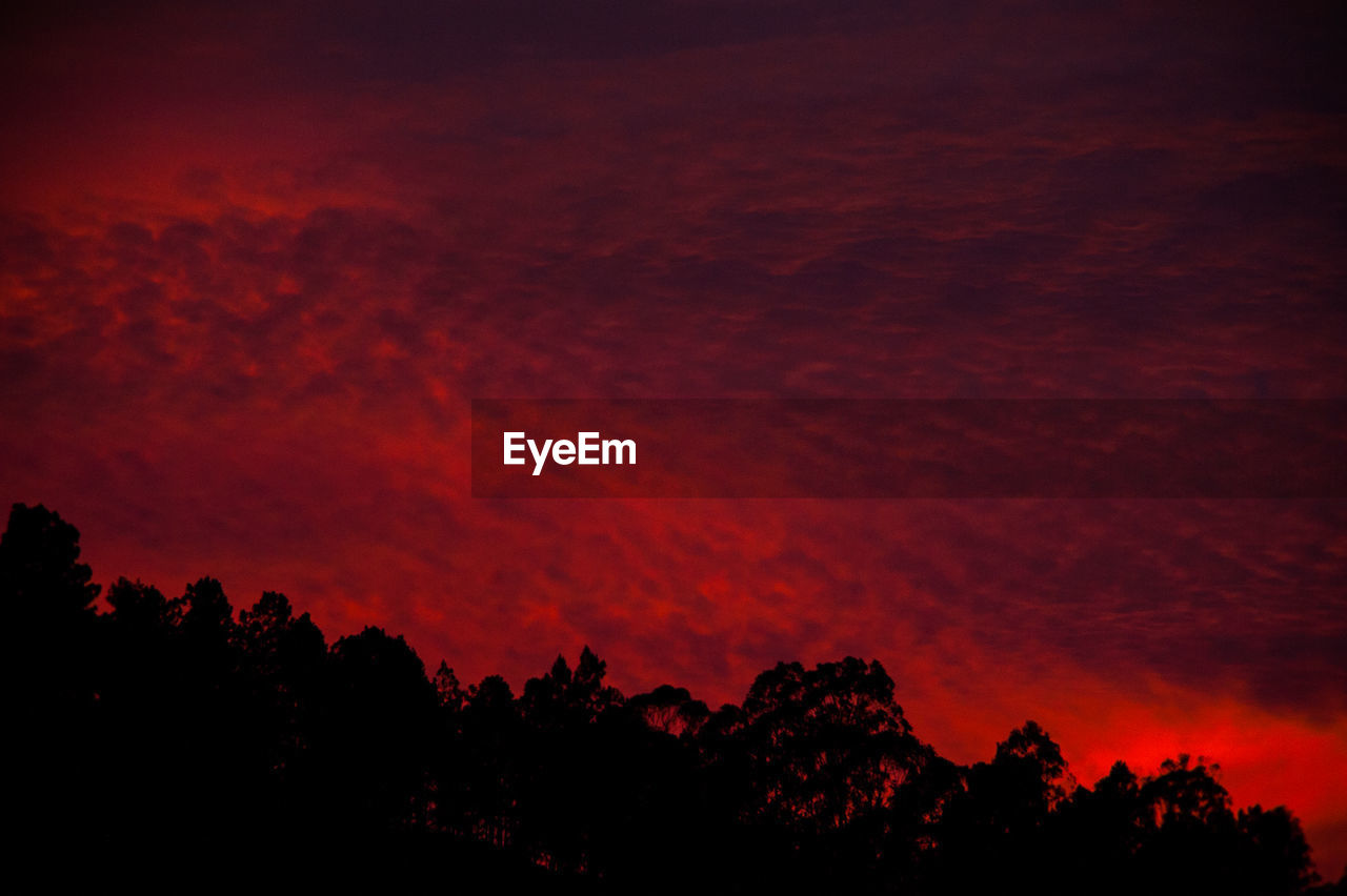 SILHOUETTE TREES AGAINST SKY AT NIGHT