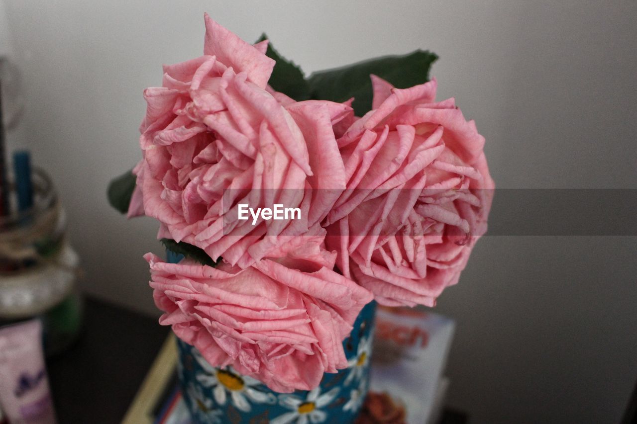 CLOSE-UP OF PINK ROSE IN SUNLIGHT