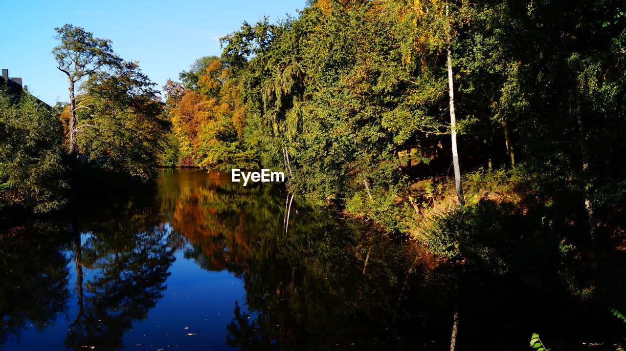 Reflection of trees and plants in calm lake