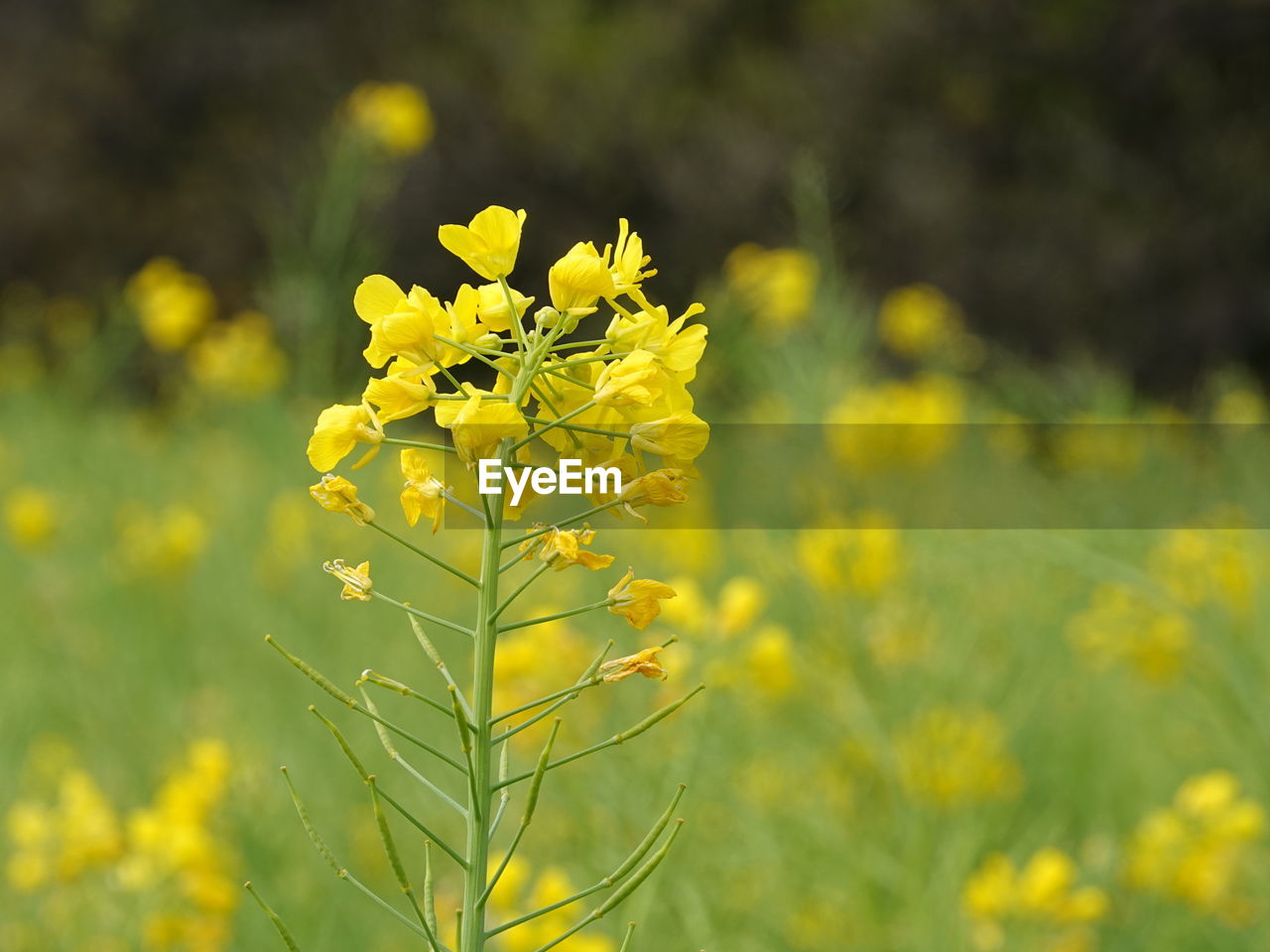 plant, yellow, flower, rapeseed, flowering plant, beauty in nature, produce, freshness, mustard, vegetable, canola, food, nature, growth, field, brassica rapa, landscape, agriculture, rural scene, land, springtime, oilseed rape, environment, meadow, prairie, close-up, focus on foreground, fragility, no people, blossom, crop, outdoors, flower head, summer, vibrant color, day, selective focus, farm, plain, green, botany, tranquility, wildflower, food and drink, scenics - nature, sunlight