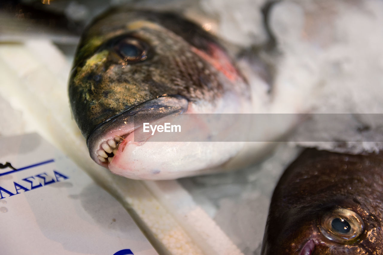 CLOSE-UP OF DEAD FISH IN MARKET