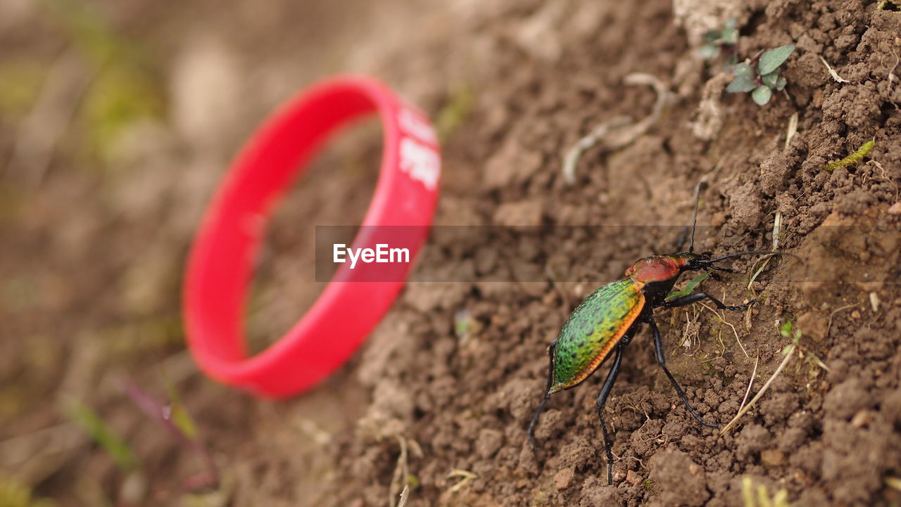 Close-up of bug by red wristband on field