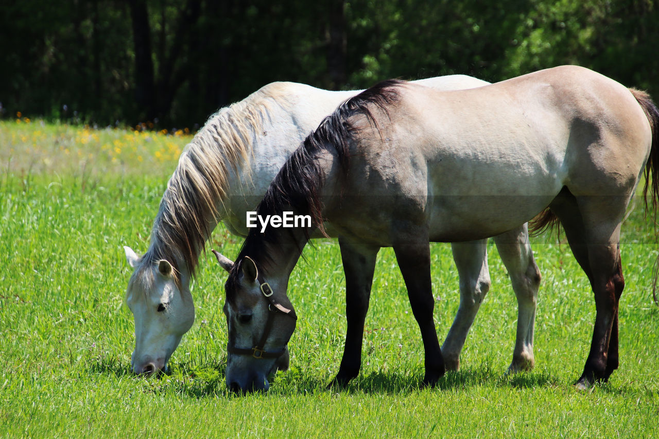 Horses grazing in a field