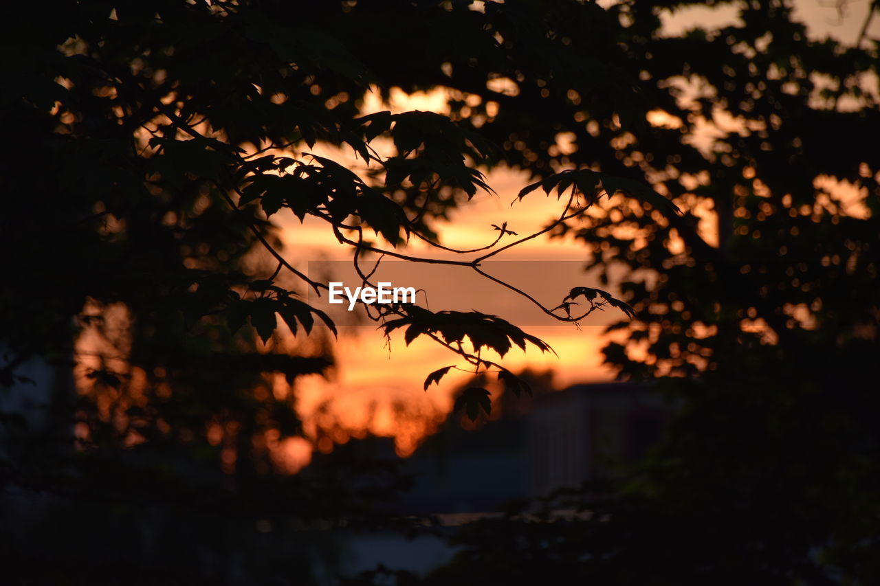 Close-up of silhouette plants against sunset sky