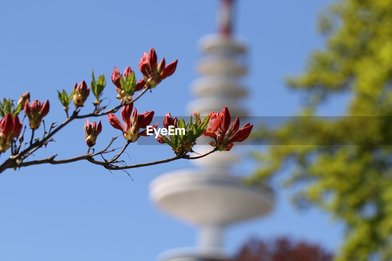 Low angle view of flowering plant against blue sky